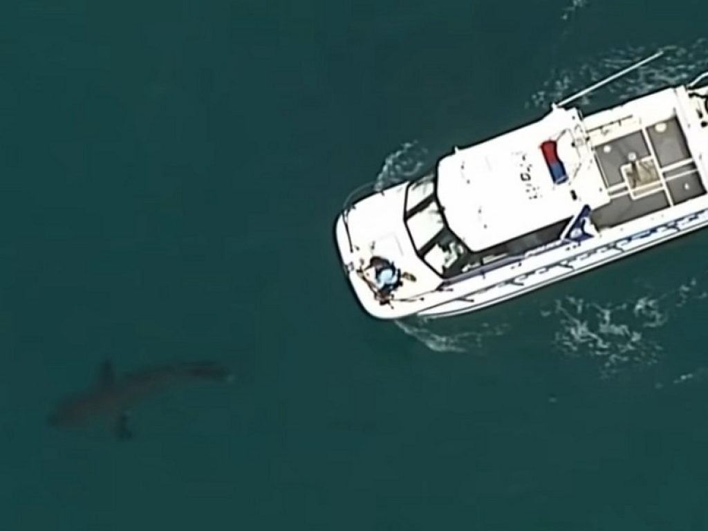 Australia: surfista ucciso da uno squalo bianco