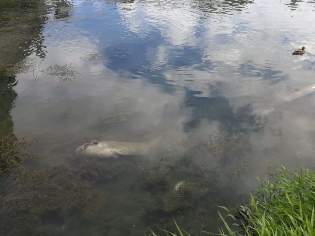 Moria di pesci sul Tevere nel tratto tra Castel Sant'Angelo e Ponte Milvio. L’allarme è arrivato da una guardia zoofila dell'Oipa
