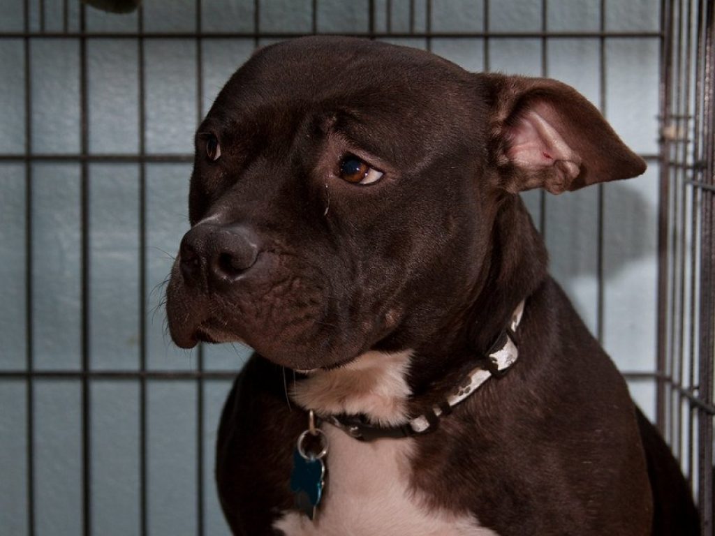 A Yulin si ripete il massacro di centinaia di cani