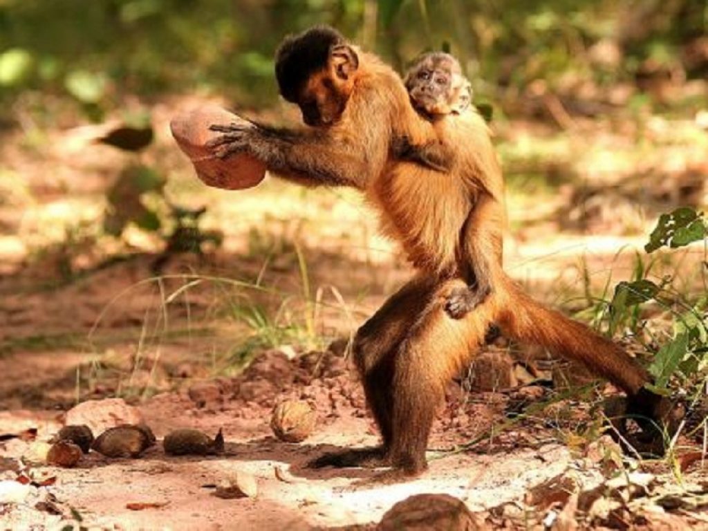 Senza foreste tradizioni dei cebi barbuti a rischio