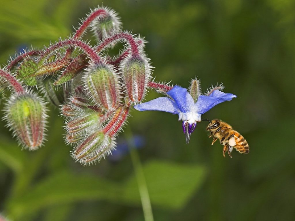 Diamo una casa alle api