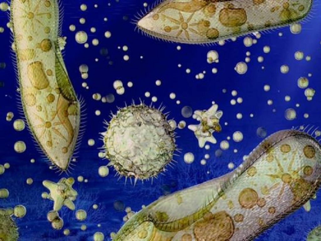 Riportati in vita batteri marini del Cretaceo