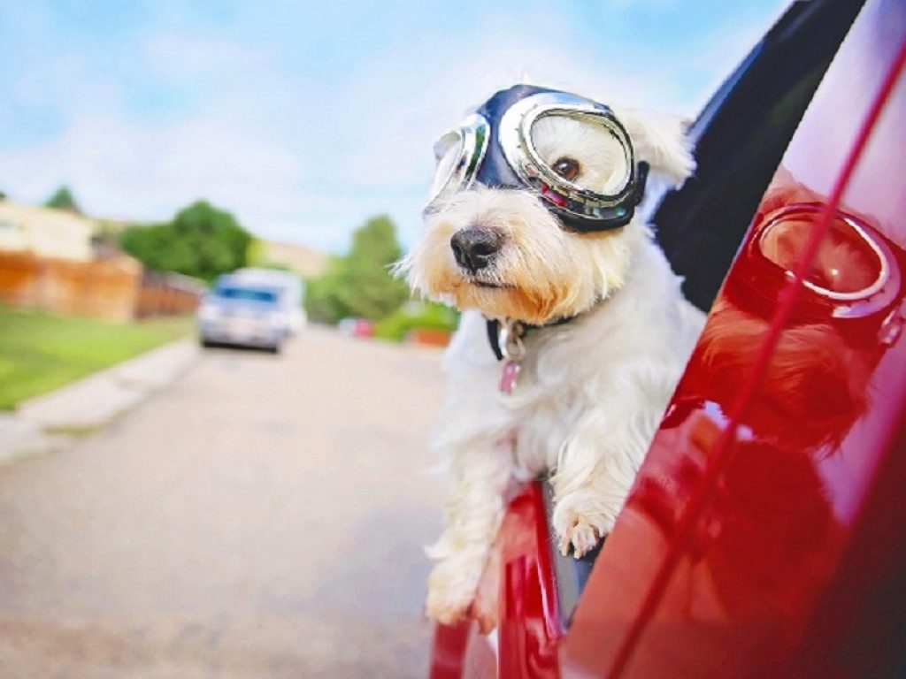 In vacanza col proprio animale 3,5 milioni di italiani