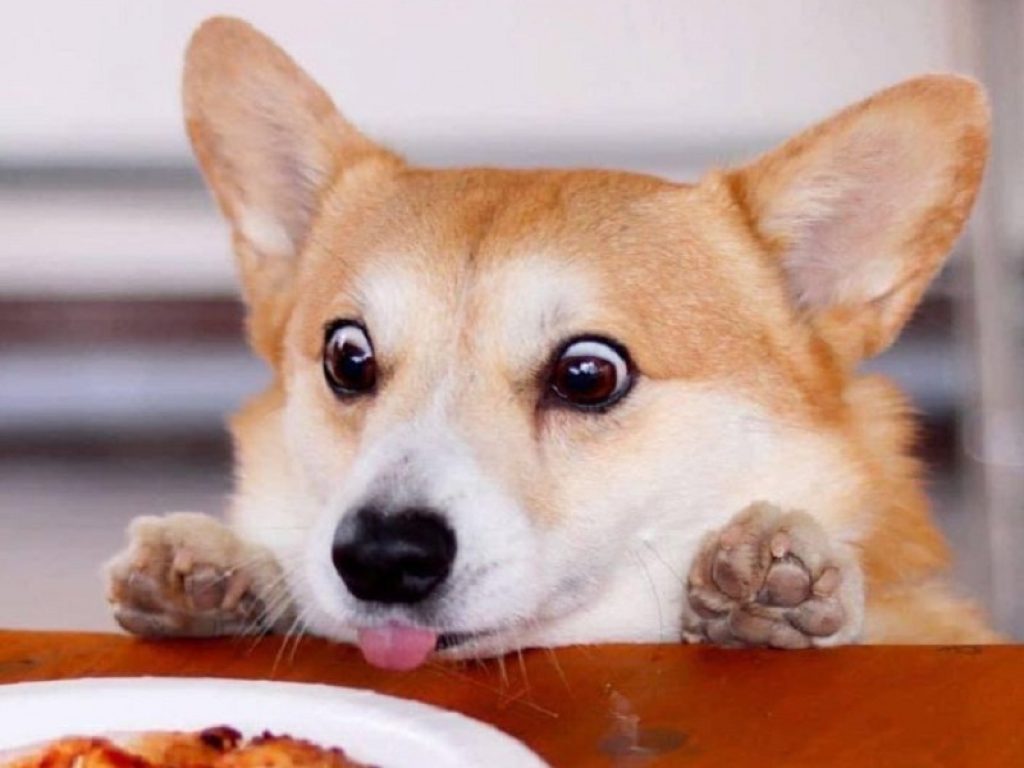 La simpatia di Gen, il corgi più divertente di Instagram