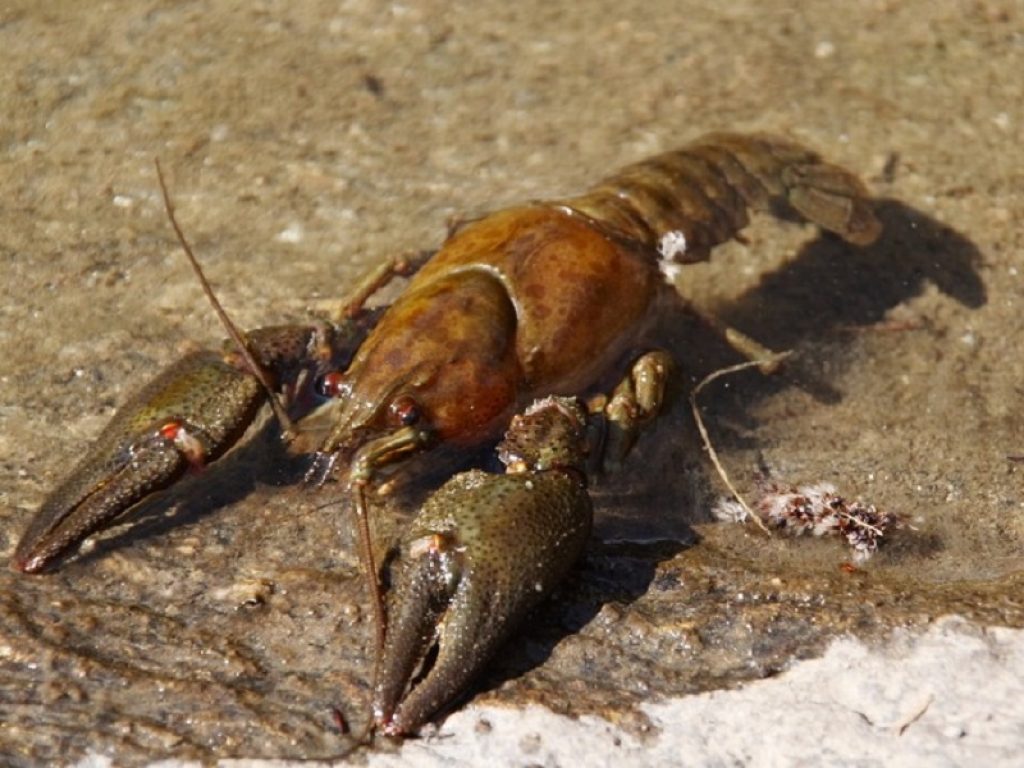 Nel Mare Artico crostacei minacciati da microplastiche