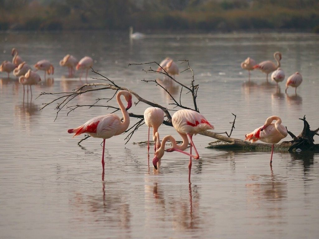 Coppie di fenicotteri raddoppiate in Sicilia