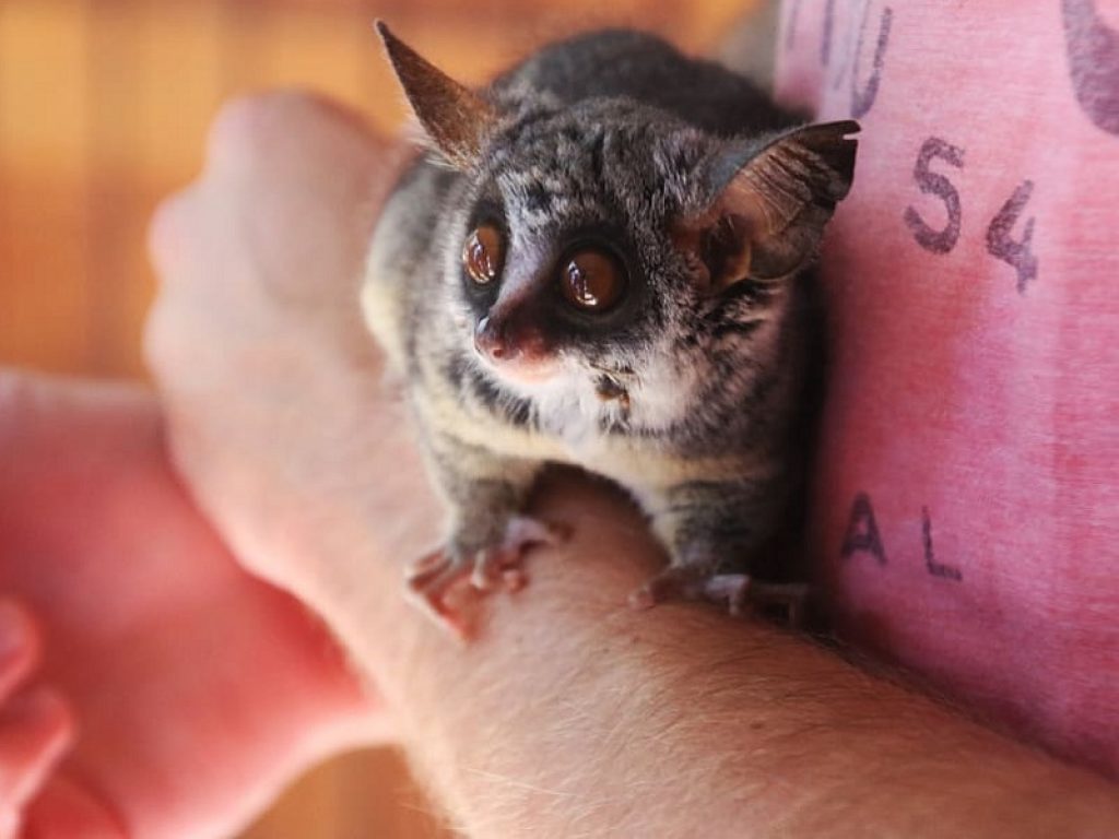 Il video del baby galagone conquista i social