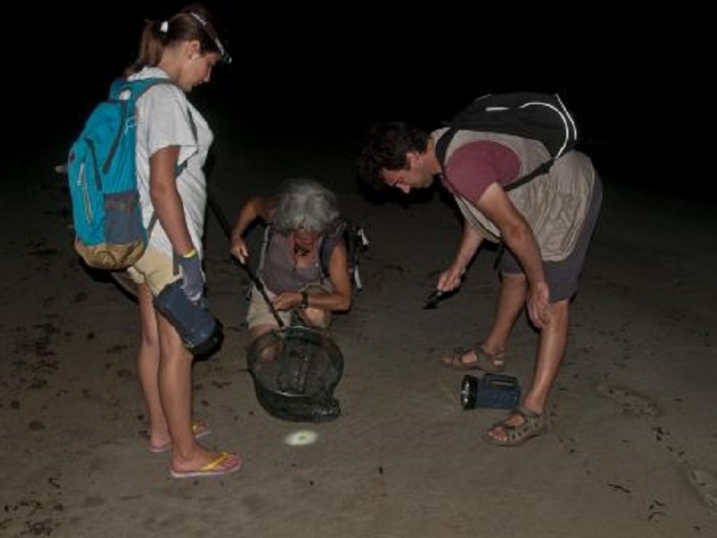 Granchio fantasma, il predatore ora è predato