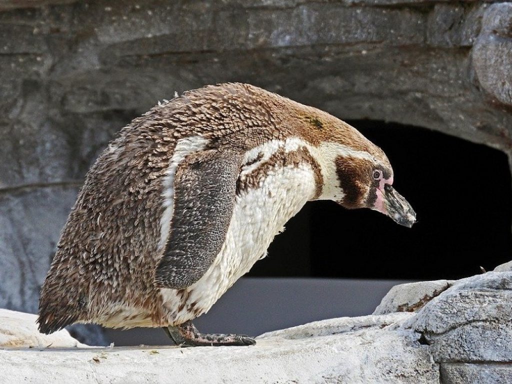 Pinguini di Humboldt: la potenza rettale oggetto di studio