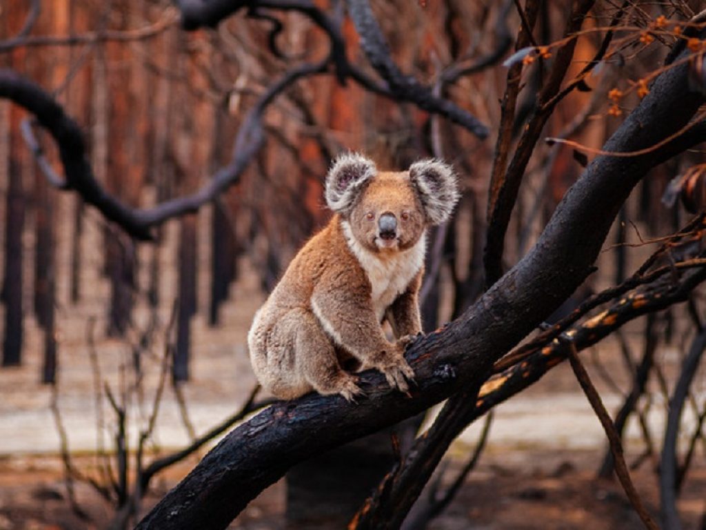 I koala rischiano l'estinzione
