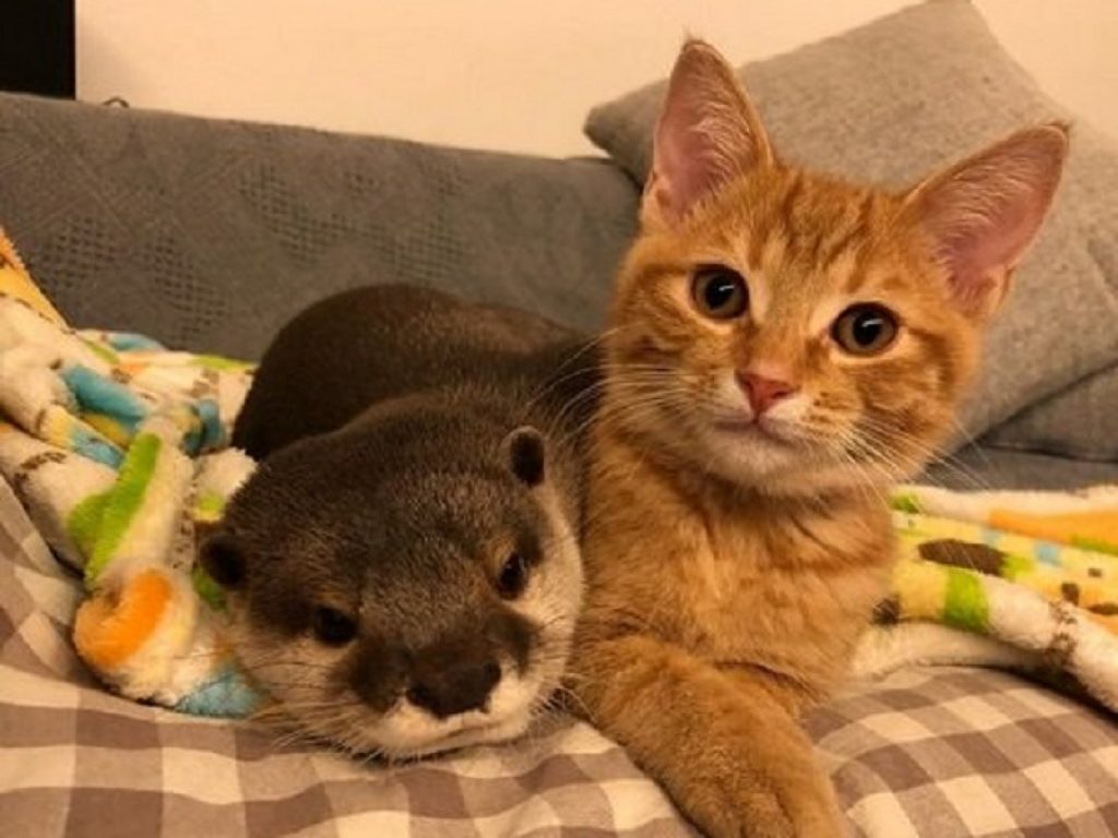 La strana amicizia tra un gatto e una lontra