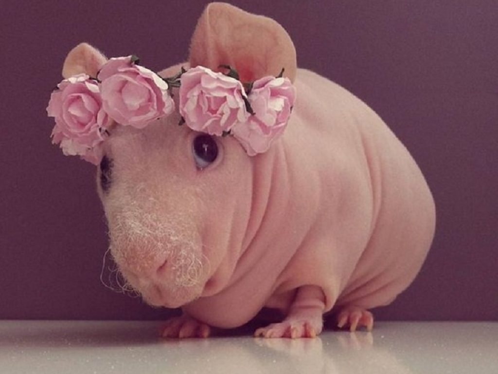 Il fascino di Ludwik, il porcellino d’India skinny star d’Instagram: da cavia abbandonata a celebrità del web in meno di un anno