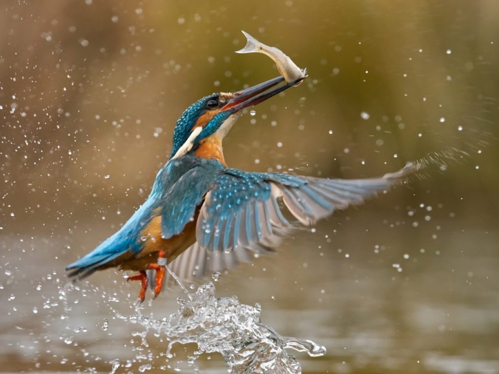 Obiettivo Terra: Samuele Parentella vince il primo premio con la foto del martin pescatore nella Riserva Naturale della Palude di San Genuario
