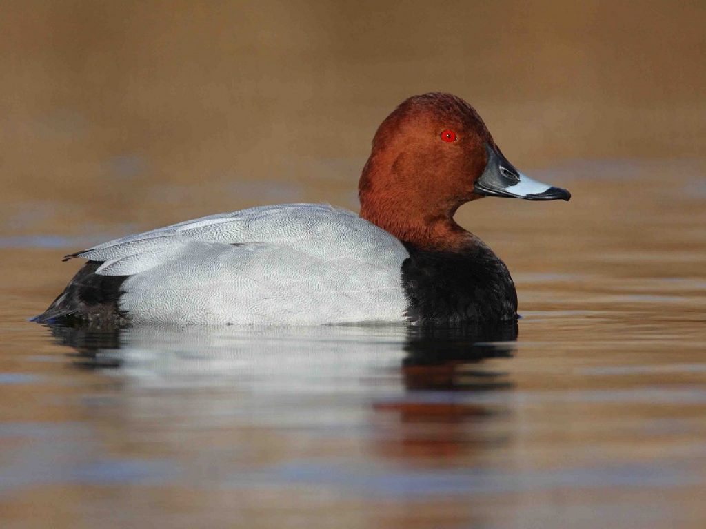 Caccia: il Tar salva moriglione e pavoncella
