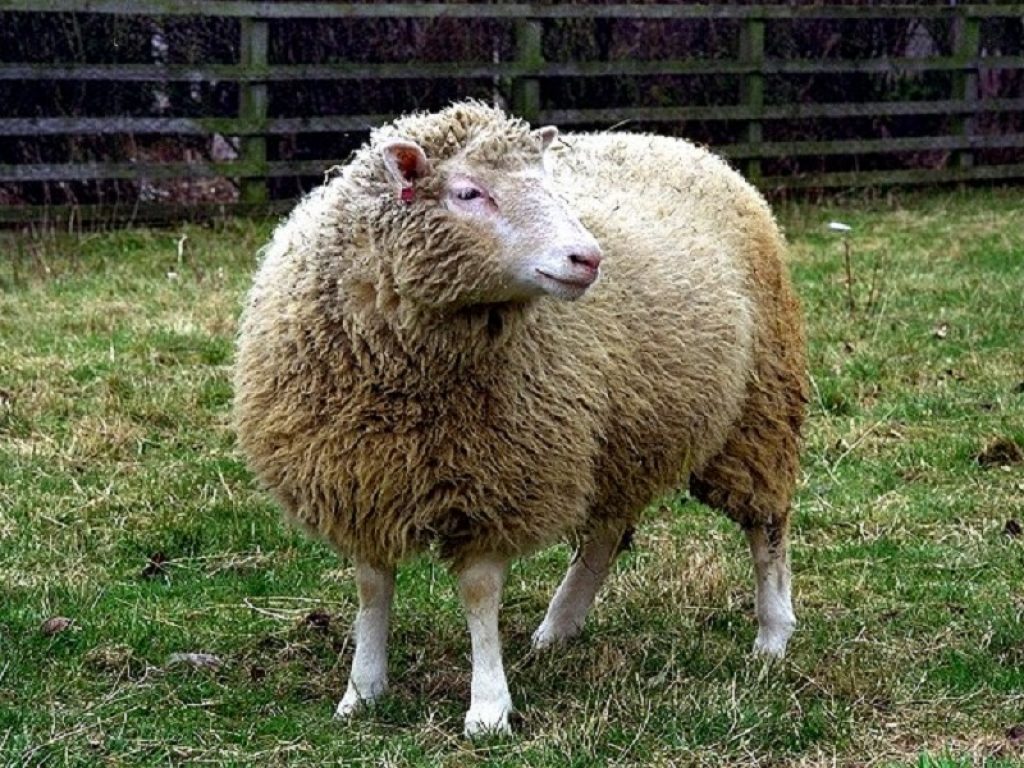 Dolly, la pecora clonata che ha rivoluzionato la scienza