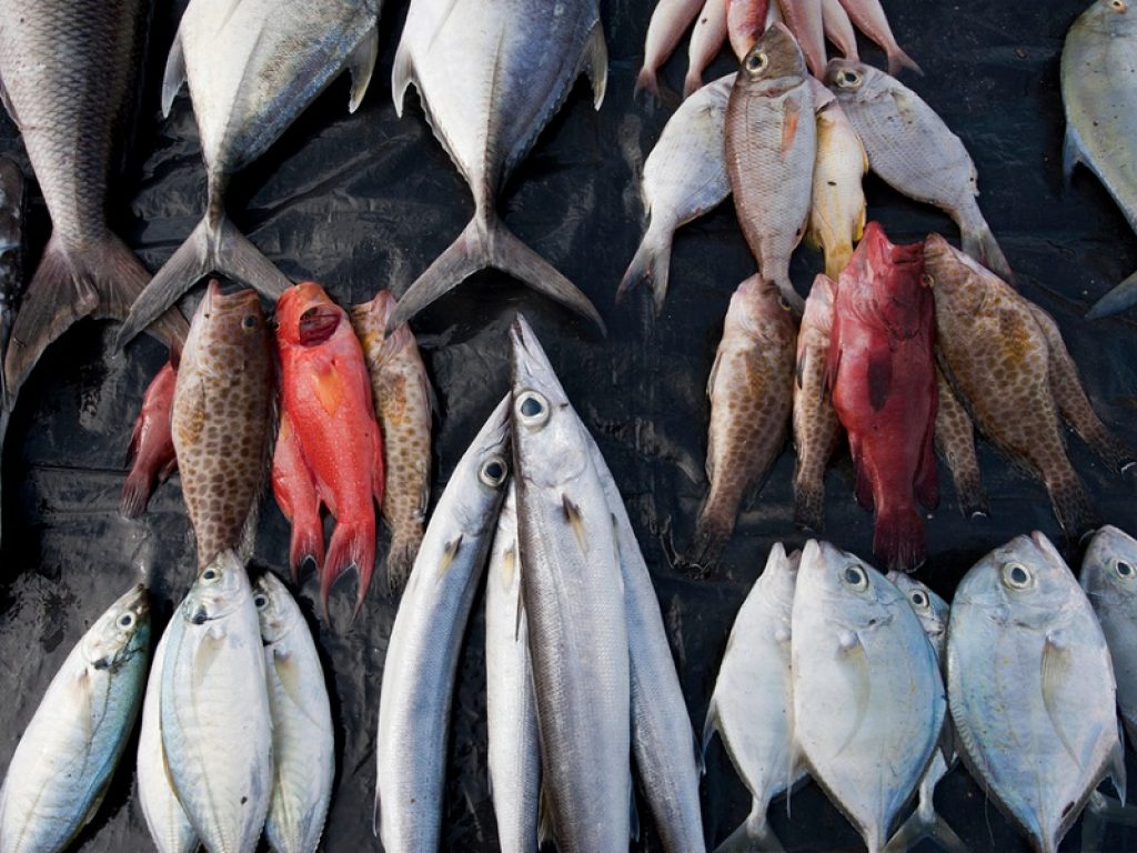 La Commissione europea lancia la campagna social Il mare in bocca per incoraggiare il consumo di pesce e frutti di mare catturati o prodotti in modo sostenibile