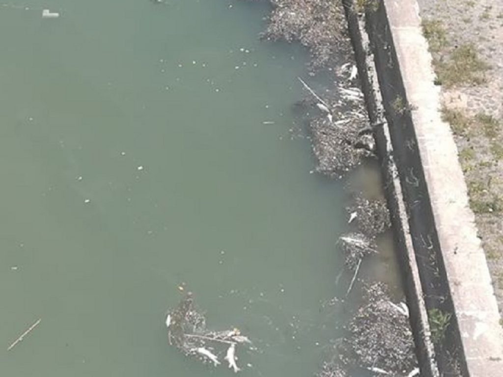 Oipa denuncia nuova morìa di pesci nel Tevere
