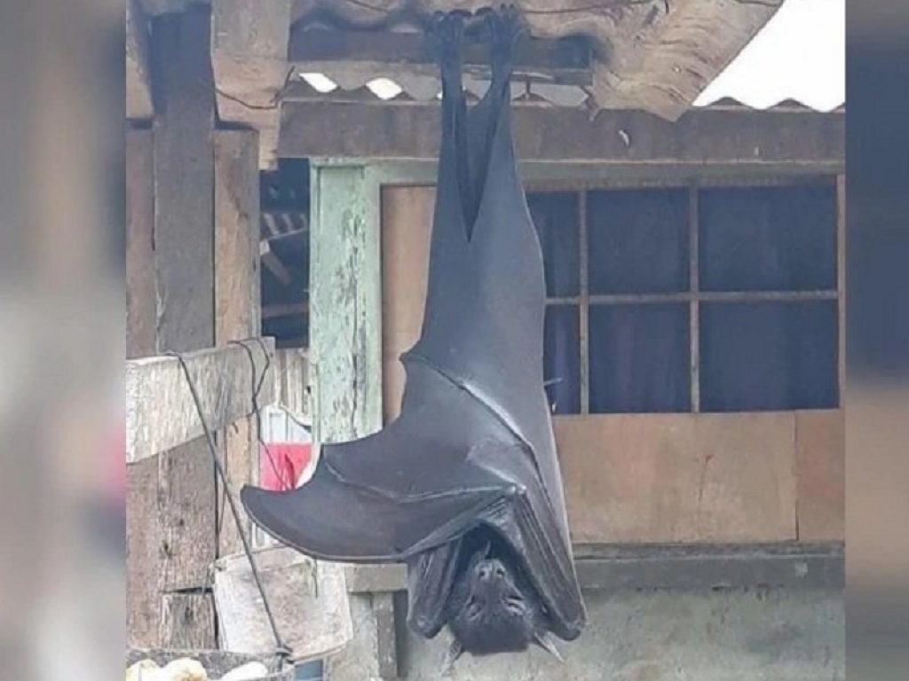 La foto del pipistrello gigante fa il giro del web