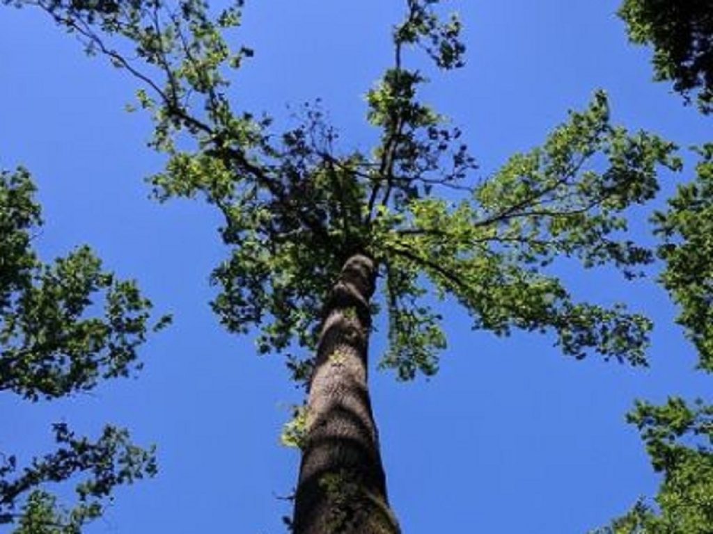 ResQ: un progetto per i boschi di quercia lombardi