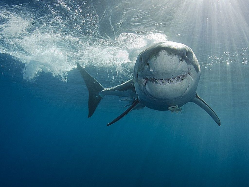 Shark Day del 14 luglio: 10 curiosità sugli squali