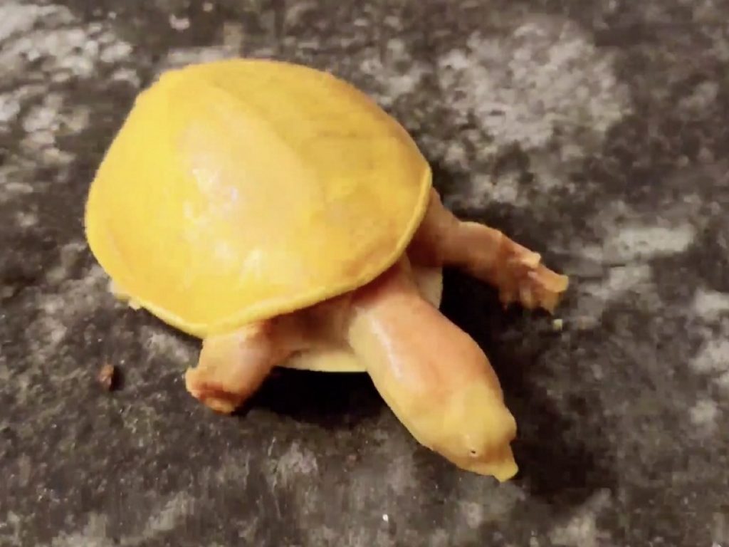 La tartaruga gialla scoperta in India è affetta da albinismo