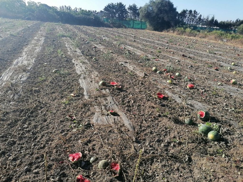 Il grande caldo "brucia" angurie e verdure