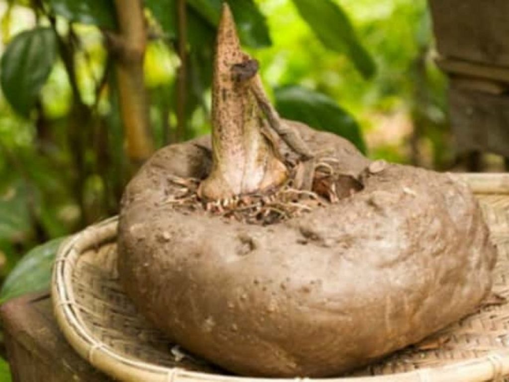 Dal Glucomannano alla Garcinia cambogia, la natura può aiutare a perdere peso: ecco i consigli per dimagrire con l'aiuto delle sostanze naturali