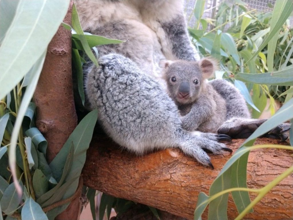 Cleveland: allo zoo nasce koala dopo 10 anni