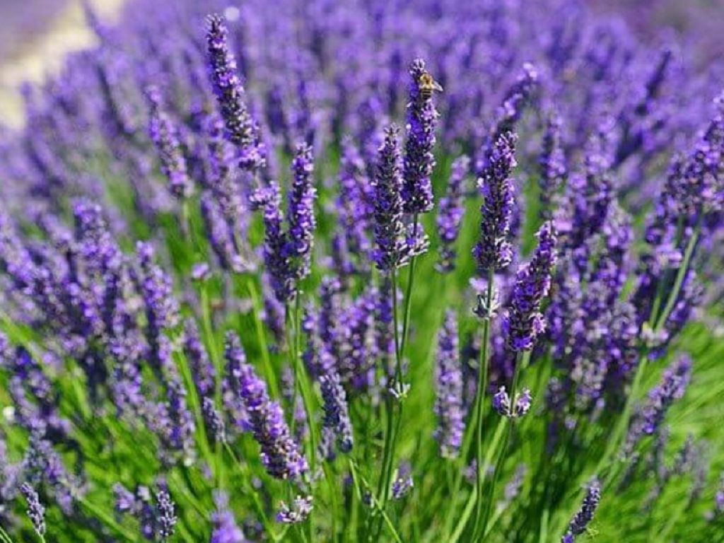 Lavanda alleata dell'organismo: ecco i benefici