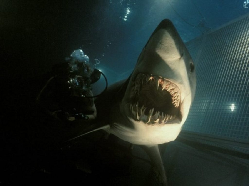 Da Shark a Open Water: i film da brivido con gli squali