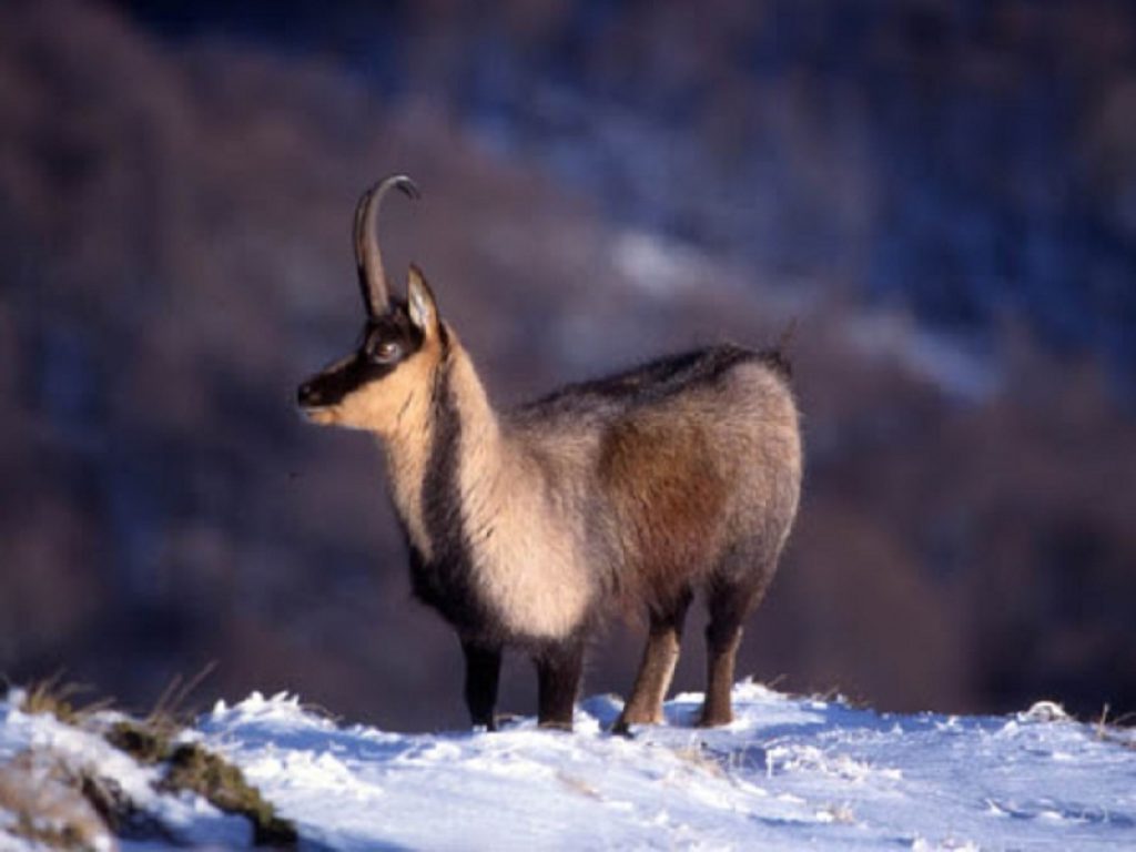 Camoscio appenninico a rischio estinzione per i cambiamenti climatici