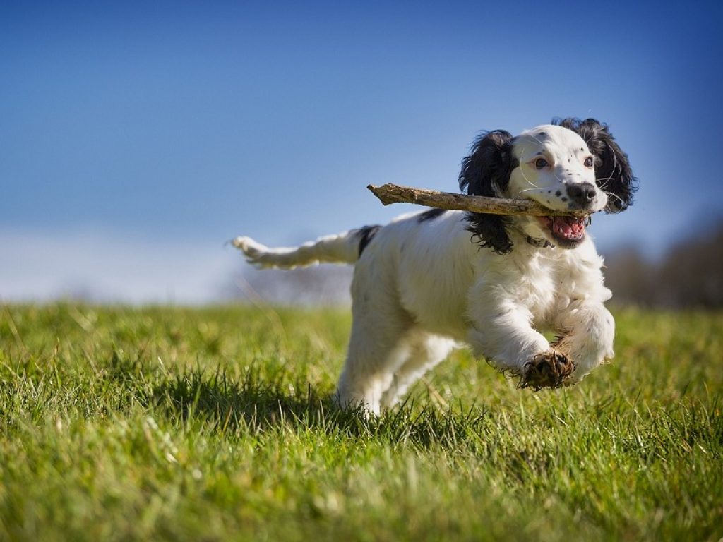 Quanto costa tenere un cane: 700 euro il budget annuo per uno di taglia media, ma possono diventare 1.800 euro con dog sitter e toelettatura professionale