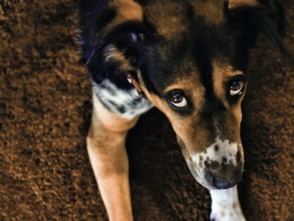 Fuochi di Ferragosto: come proteggere i cani