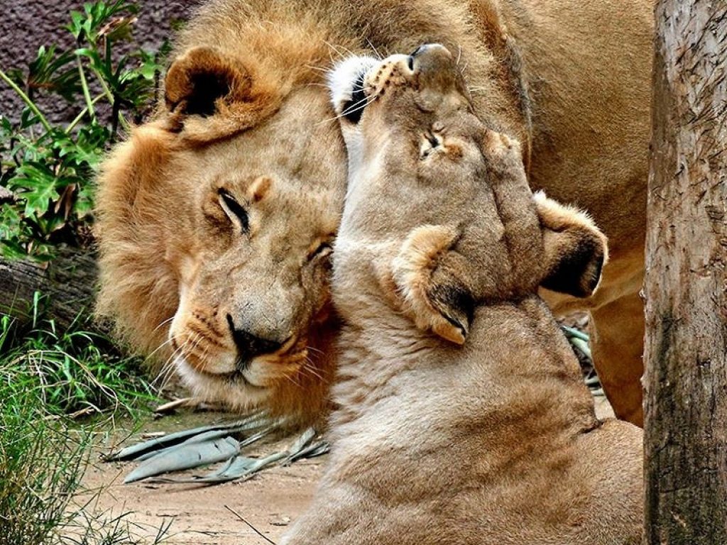 Inseparabile coppia di leoni anziani soppressa allo zoo di Los Angeles: i due esemplari avevano diversi problemi di salute legati all'età avanzata