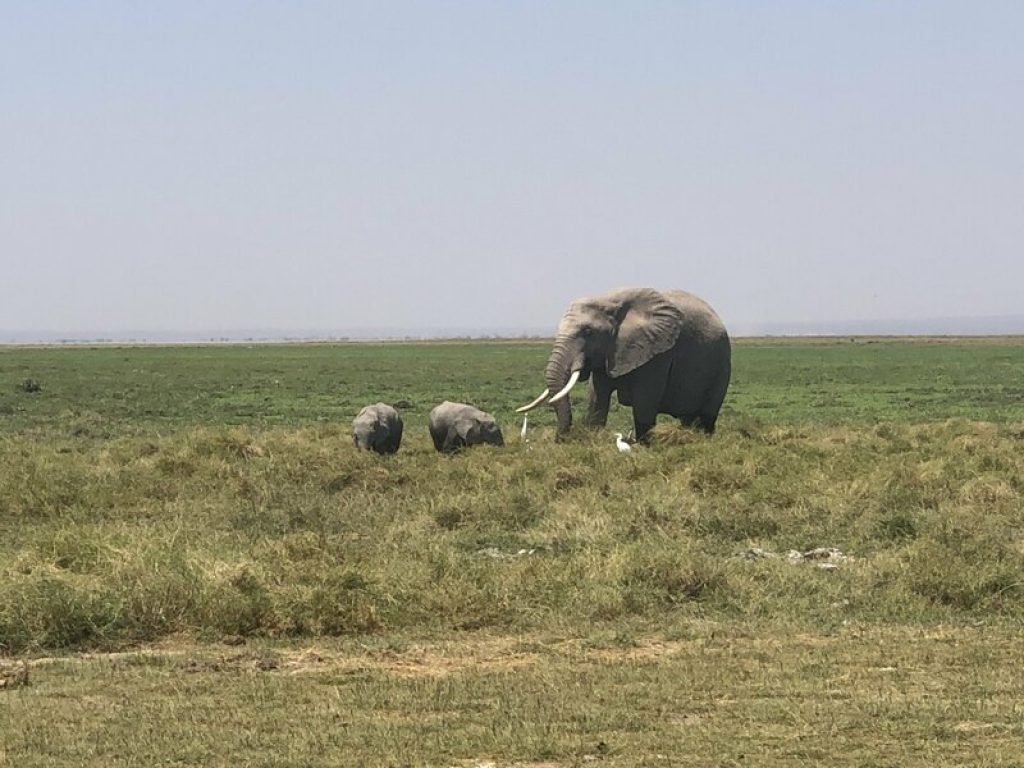 Kenya: durante il lockdown sono nati 140 elefanti