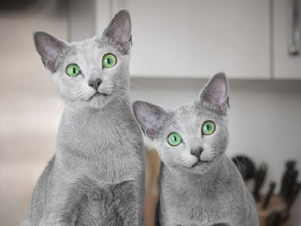 Xafi e Auri, i gatti blu di Russia più famosi di Instagram
