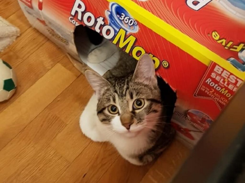 Giornata mondiale del gatto: dalla passione per scatole e cerchi alle fusa e l'odio per l'acqua, ecco 5 curiosità sui nostri amici felini