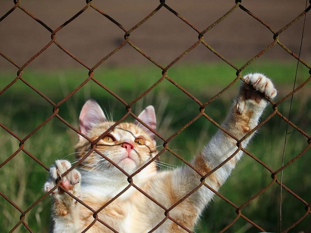 Sri Lanka, gatto corriere della droga fugge di prigione