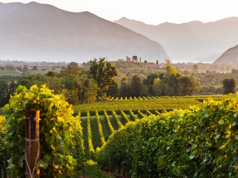 Sabato 16 e domenica 17 settembre torna il Festival Franciacorta in Cantina nella sua quattordicesima edizione, con più di 60 cantine aperte e oltre 170 eventi