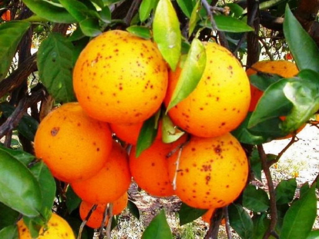 Stop agli agrumi argentini con la macchia nera