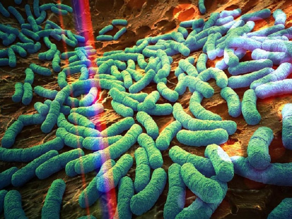 Uno studio ha associato il microbiota intestinale alle risposte immunitarie infiammatorie dell'ospite in caso di pazienti Covid: i risultati
