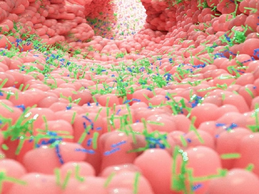 Il microbiota intestinale produce una molecola che può contribuire alla progressione del diabete: lo rivela lo studio europeo MetaCardis