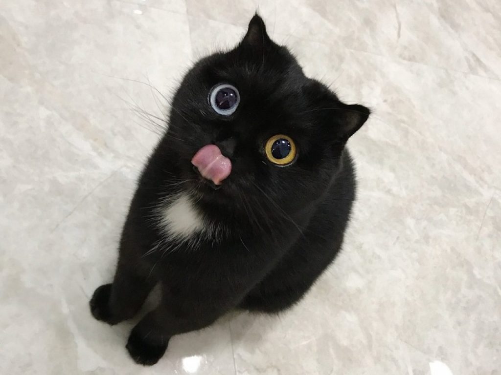 Niu Nai, il gatto dallo sguardo ipnotico