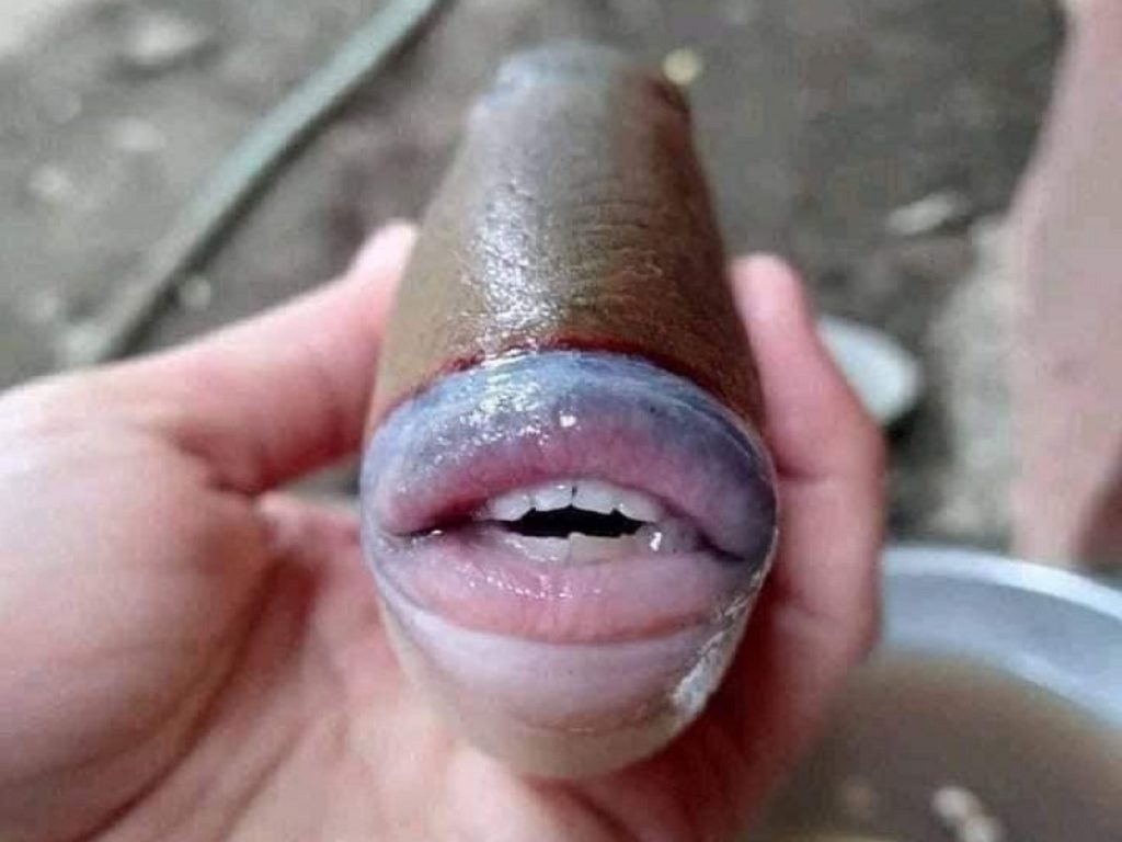 Le foto del pesce balestra con denti umani sono virali