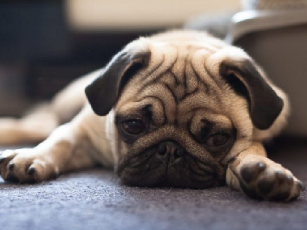 Con Demeter arriva sul mercato il profumo che “odora” di cucciolo: l'azienda nata nel 1996 ha impiegato più di 20 anni per realizzare Puppy Breath