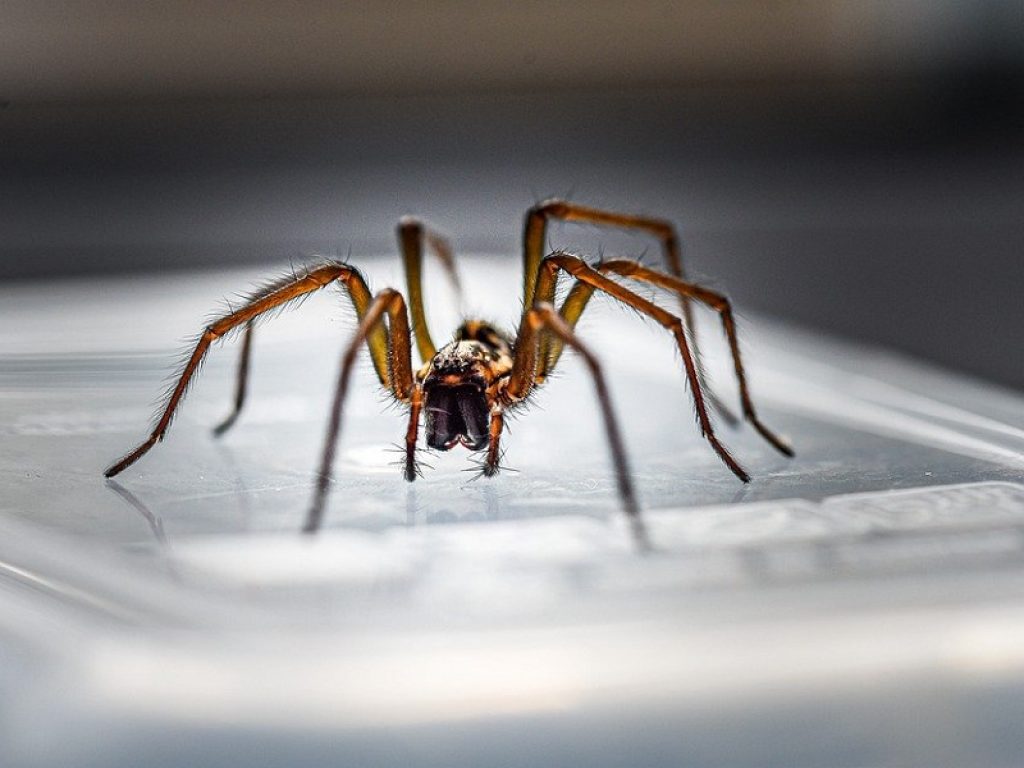 Nel Regno Unito la "solita" invasione di ragni giganti