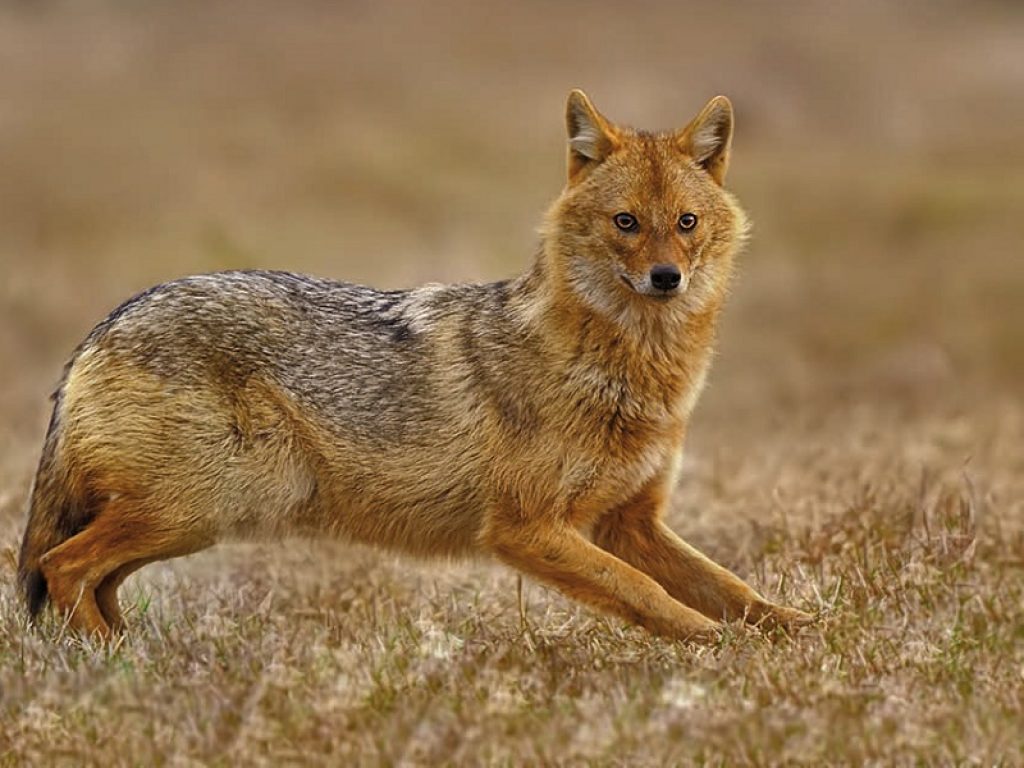 Esemplare di Sciacallo dorato avvistato in Piemonte