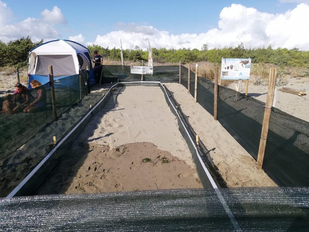 Sono già 5 i nidi di Caretta Caretta sulle coste toscane: l'ultimo sulla spiaggia di Macchiatonda a Capalbio, antistante l’Oasi WWF di Burano