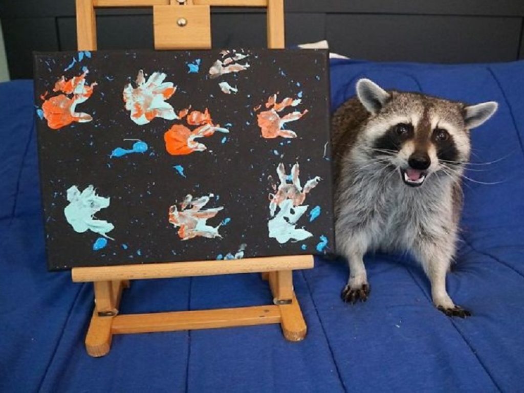 Tito, il procione che dipinge come un vero artista