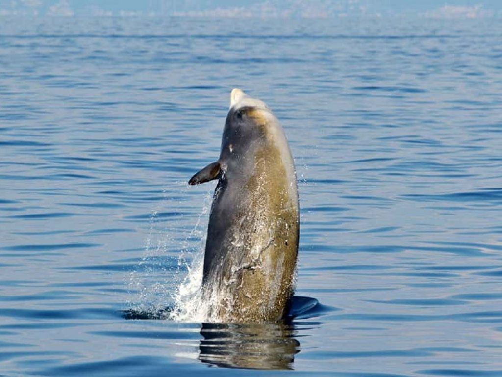 Tre rarissimi zifi avvistati nel mare della Sardegna